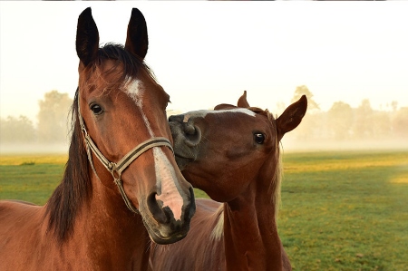 Afbeelding voor categorie Paarden