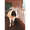 Afbeeldingen van Veeborstel Vink