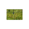Afbeeldingen van Omheiningsnet FIX 90cm-20m