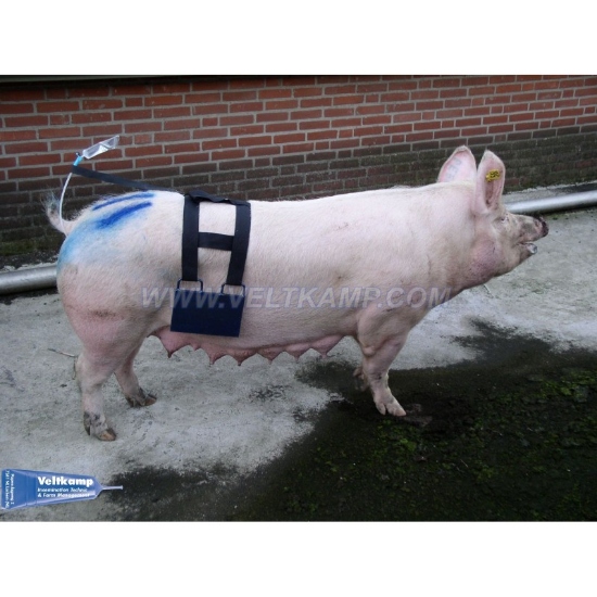 Afbeeldingen van INSEMINATIEHARNAS, CANVAS